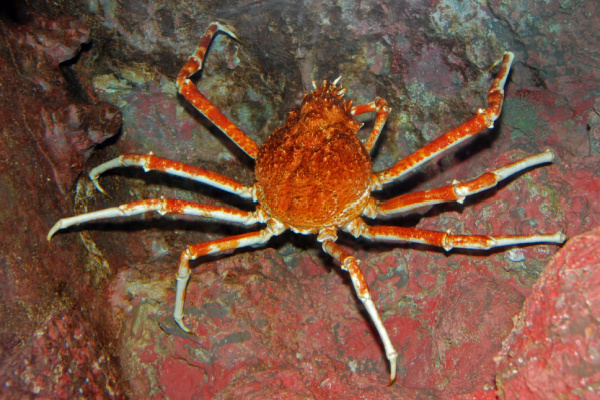 Mytiliculteurs : faire face aux araignées de mer…