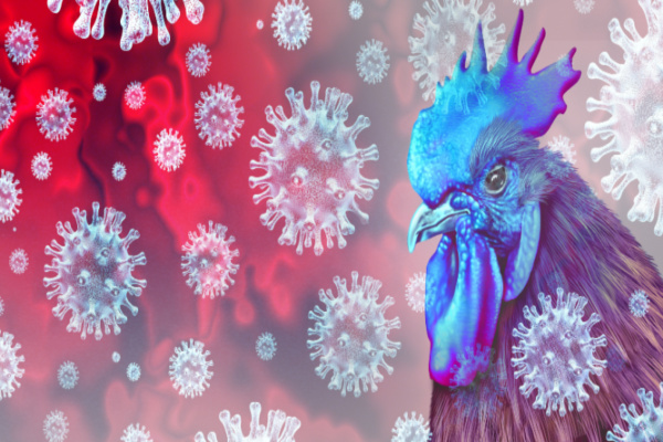 Grippe aviaire : un nouveau report de cotisations sociales pour les éleveurs !