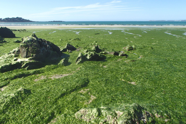 Agriculteurs : de nouvelles obligations pour lutter contre les marées vertes