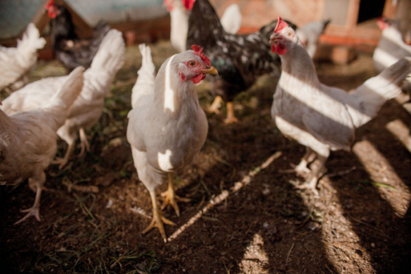 Grippe aviaire : le niveau de risque diminue…